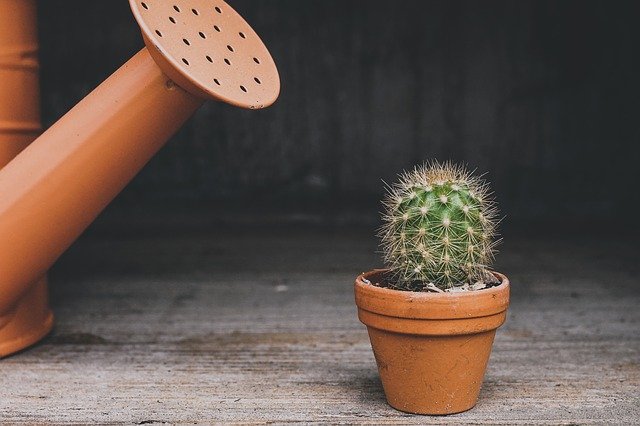 Arrosage cactus