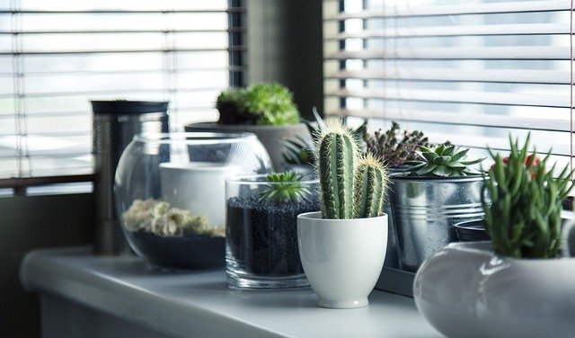 Comment savoir si mon cactus a besoin d'eau ?