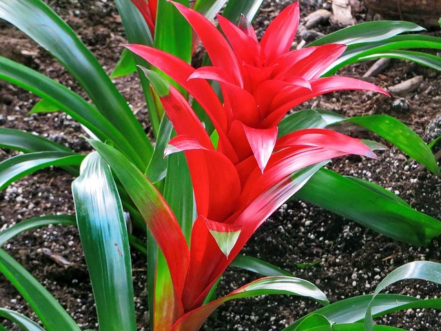 Bromelia entretien