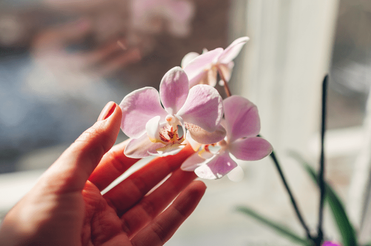 Comment faire refleurir une orchidée ?