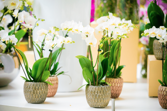 faire fleurir une orchidee