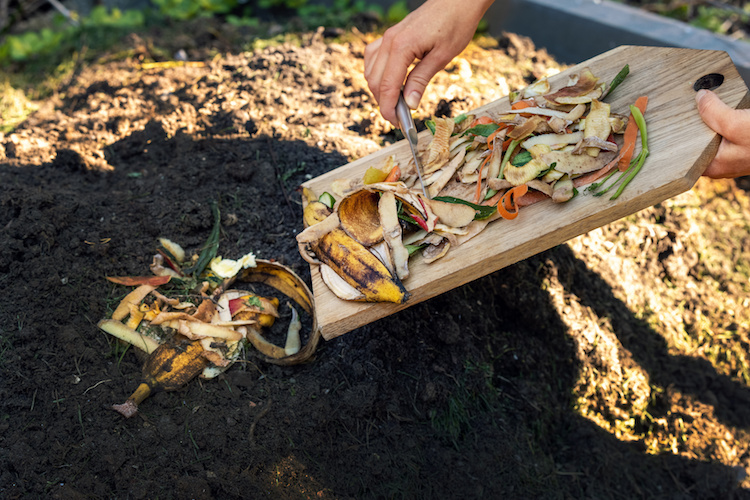 peut on composter agrumes